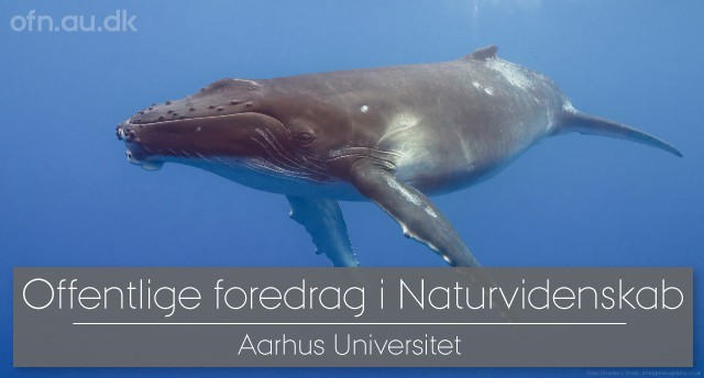 Foredrag: Med havets kæmper på jagt