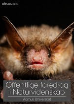 Foredrag: Flagermus